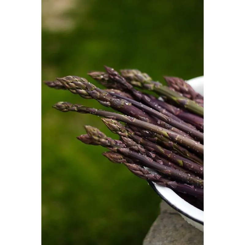 Sweet Purple Asparagus